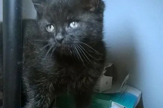 Pyza do adopcji!!!!,  łódzkie Łódź