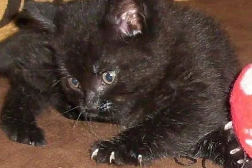Pyza do adopcji!!!!,  łódzkie Łódź