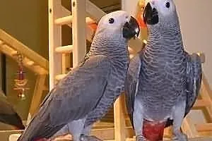 Para rozmawiać Afryki Grey papug za darmo przyjęci
