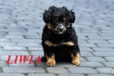 LIWIA - malutki puchacz szuka swojego czlowieka,  małopolskie Nowy Sącz