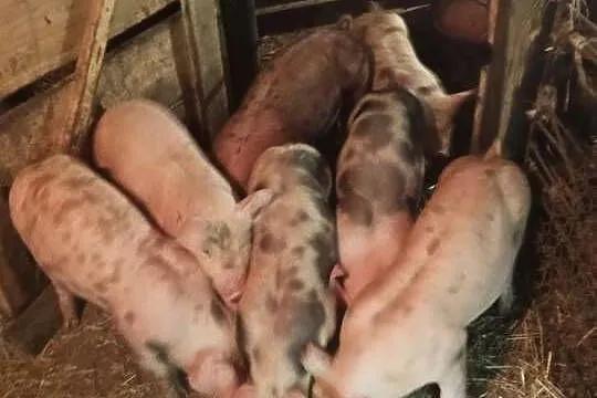 Sprzedam warchlaki, Podkarpackie, Pstrągowa
