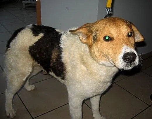 FART-bardzo grzeczny,młody,wykastrowany,adopcja!!,