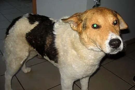 FART-bardzo grzeczny,młody,wykastrowany,adopcja!!,