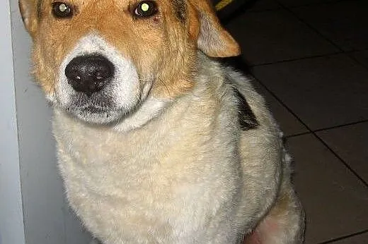 FART-bardzo grzeczny,młody,wykastrowany,adopcja!!,