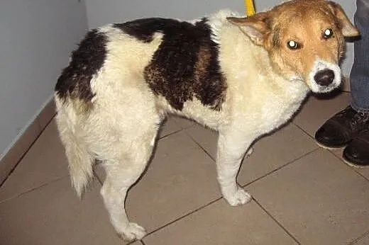 FART-bardzo grzeczny,młody,wykastrowany,adopcja!!,
