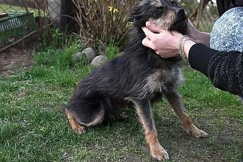 Pilnie szukamy domu dla cudownego Szorściaka ,  ma