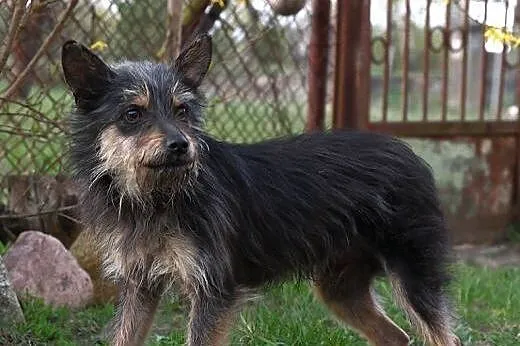 Pilnie szukamy domu dla cudownego Szorściaka ,  ma