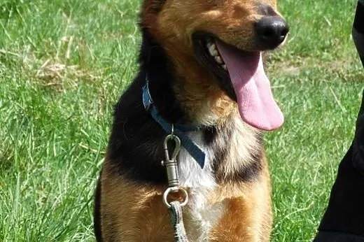 Rocky - łagodny, mądry i piękny pies szuka domu!!!,  świętokrzyskie Suchedniów