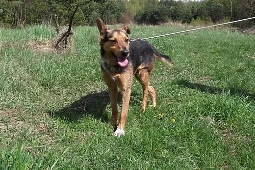Rocky - łagodny, mądry i piękny pies szuka domu!!!