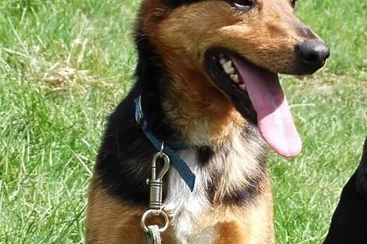 Rocky - łagodny, mądry i piękny pies szuka domu!!!