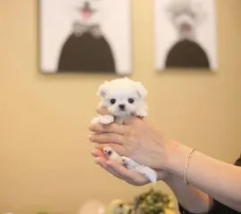 śliczne miniaturowe maltańczyki do adopcji......................*
