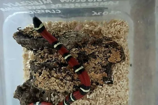 Lancetogłów mleczny (Lampropeltis polyzona) ex  triangulum nelsoni, Małopolskie, Kraków