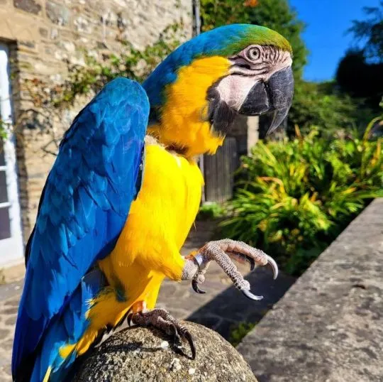 xmas hand feed macaw parots ready to go WhatsApp: (+63-9928-49-1099)