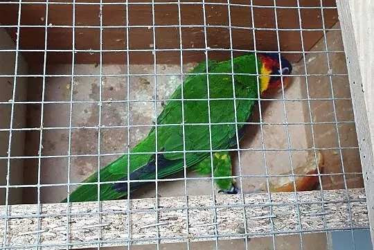 Lorysa ozdobna lorysy dama damy, Podkarpackie, Rzeszów