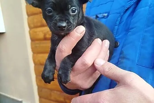 Chichuahua piesek, Mazowieckie, Nowy Dwór Mazowiecki