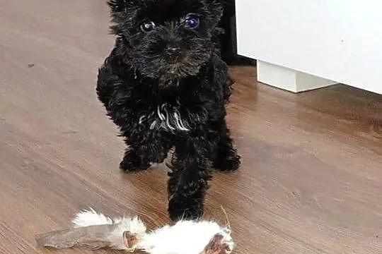 Yorkshire Terrier Black ?