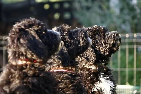 Szczeniak rasy Barbet Francuski Pies Dowodny, nie Doodle, nie Cockapoo