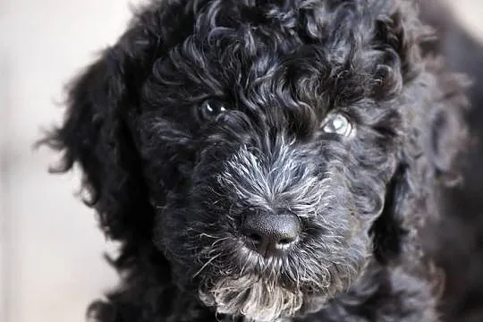 Szczeniak rasy Barbet Francuski Pies Dowodny, nie Doodle, nie Cockapoo, Wielkopolskie, Poznań