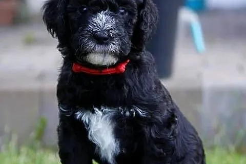 Szczeniak rasy Barbet Francuski Pies Dowodny, nie Doodle, nie Cockapoo, Wielkopolskie, Poznań