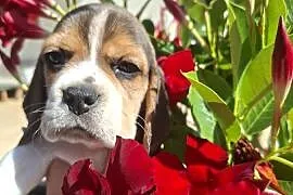 Beagle ZKwP