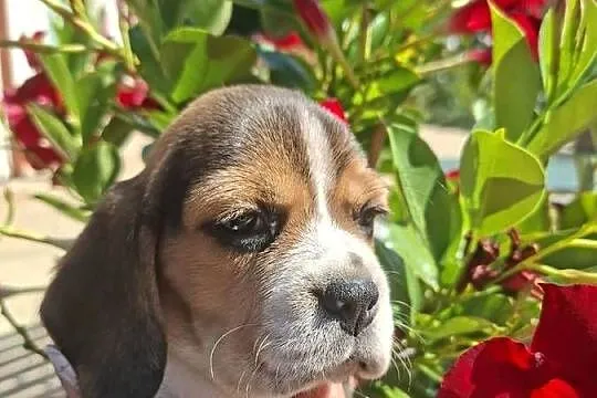 Beagle ZKwP, Kujawsko-pomorskie, Toruń