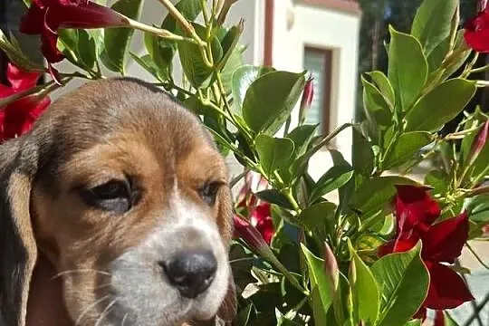 Beagle ZKwP, Kujawsko-pomorskie, Toruń