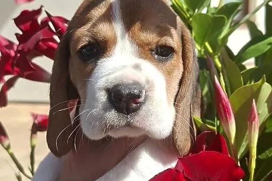 Beagle ZKwP, Kujawsko-pomorskie, Toruń