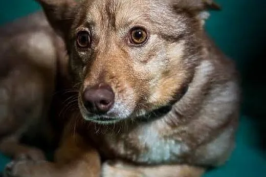 NOVA - człowieku nie zwlekaj - taka cudna dama cze