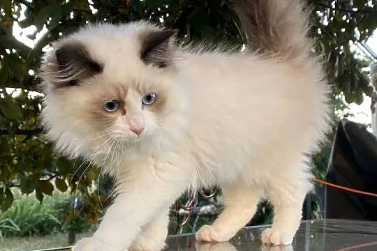 Kocurek Ragdoll gotowy do przeprowadzki 4 miesięczny