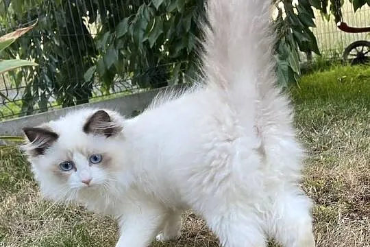 Kocurek Ragdoll gotowy do przeprowadzki 4 miesięczny, Śląskie, Tychy