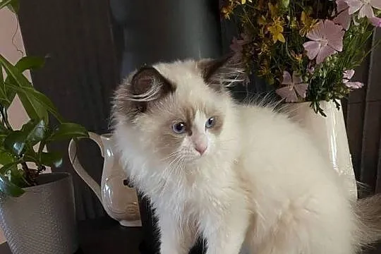 Kocurek Ragdoll gotowy do przeprowadzki 4 miesięczny, Śląskie, Tychy