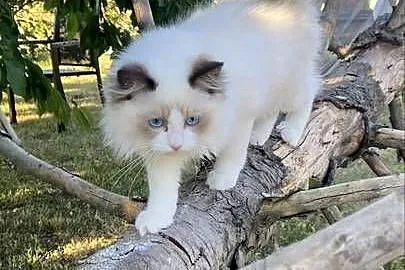 Kocurek Ragdoll gotowy do przeprowadzki 4 miesięczny, Śląskie, Tychy