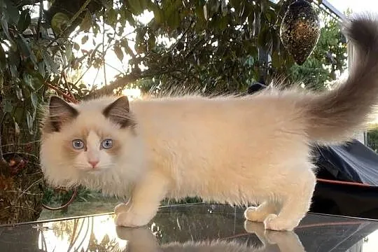 Kocurek Ragdoll gotowy do przeprowadzki 4 miesięczny, Śląskie, Tychy