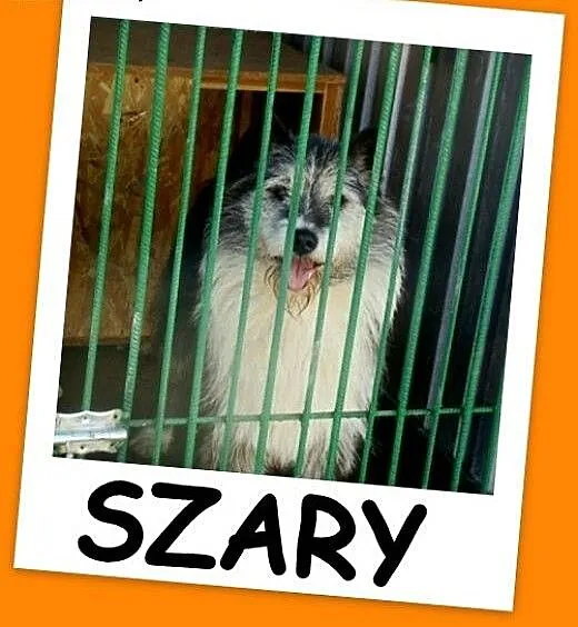 Duży 35 kg, pies SZARY, energiczny, przyjacielski,