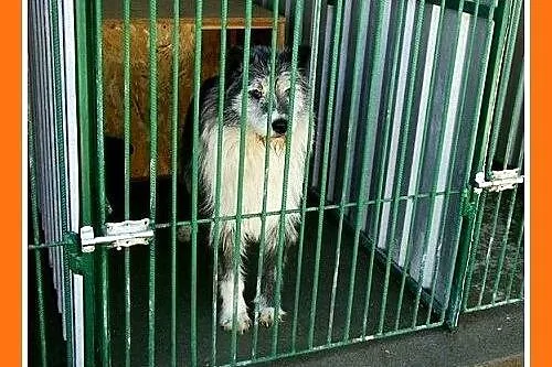 Duży 35 kg, pies SZARY, energiczny, przyjacielski,