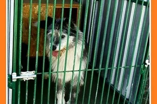 Duży 35 kg, pies SZARY, energiczny, przyjacielski,
