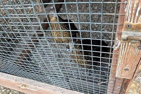 Sprzedam tegoroczne samice bażanta satyra, Dolnośląskie, Byków