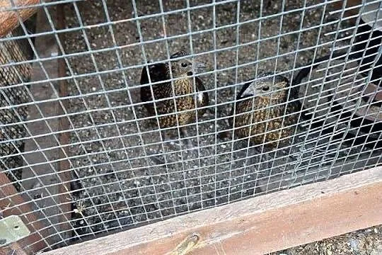Sprzedam tegoroczne samice bażanta satyra, Dolnośląskie, Byków
