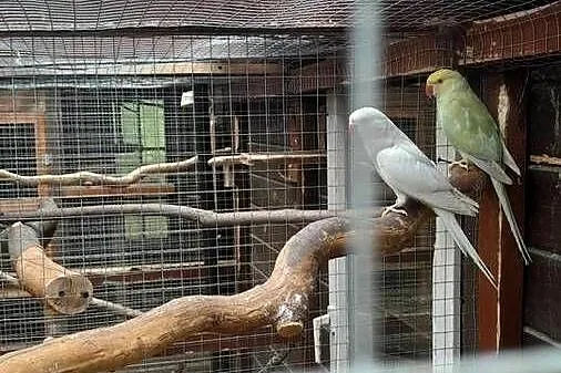 Sprzedam tegoroczne samice bażanta satyra, Dolnośląskie, Byków