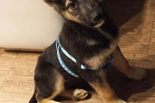 Zaniedbana Mimi PILNIE szuka nowego domu!