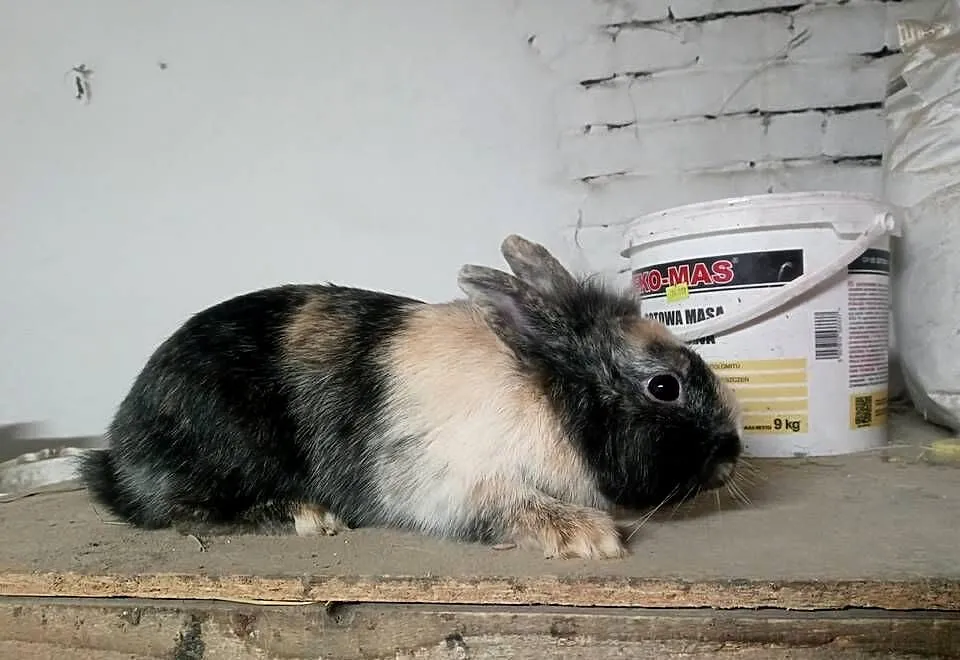 Królik miniaturka, Małopolskie, Mszana Dolna