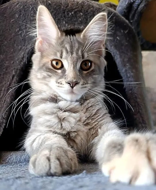Maine coon kotka, Lubelskie, Krasnystaw