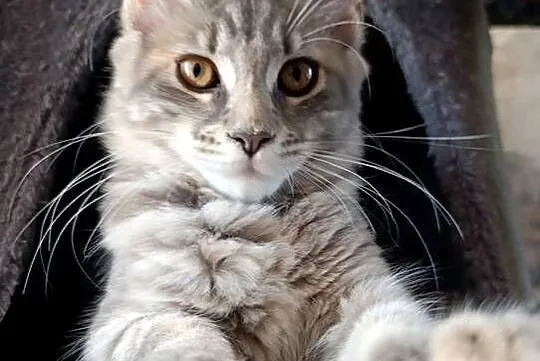 Maine coon kotka, Lubelskie, Krasnystaw