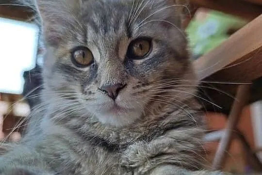Maine coon kotka, Lubelskie, Krasnystaw