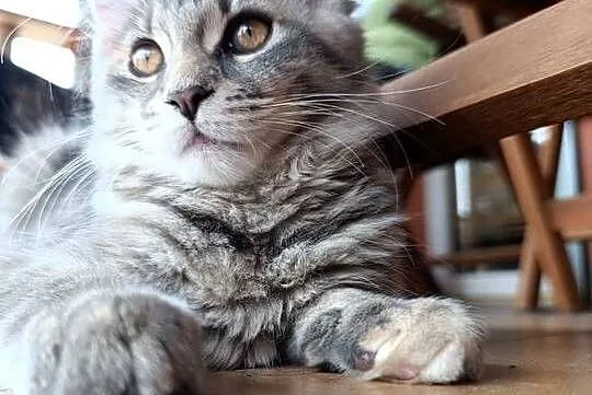 Maine coon kotka, Lubelskie, Krasnystaw