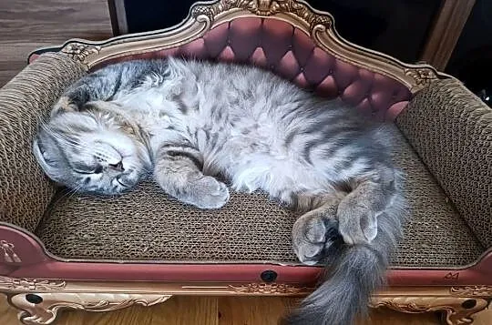 Maine coon kotka, Lubelskie, Krasnystaw