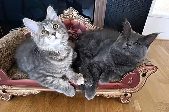 Maine coon kotka, Lubelskie, Krasnystaw