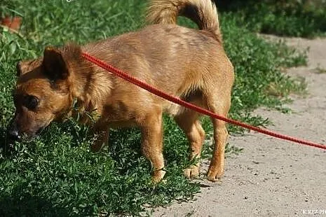 Niewidomy Frodo,  łódzkie Łódź