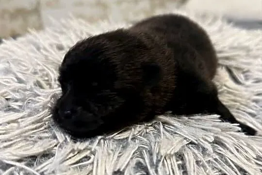 Szpic miniaturowy pomeranian