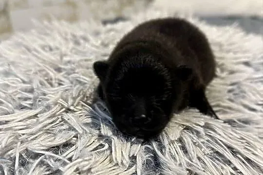 Szpic miniaturowy pomeranian, Śląskie, Gliwice
